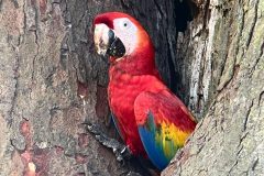 A vibrant scarlet macaw peers out from a tree cavity in Carara National Park, displaying its bright red, yellow, and blue feathers against the rugged bark.