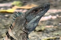 A detailed close-up of a green iguana resting on the forest floor in Carara National Park, Costa Rica, showcasing its textured scales and distinctive spiny crest.