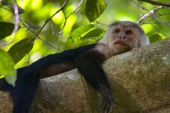 A white-faced capuchin monkey lounges on a tree branch in Carara National Park, surrounded by lush green rainforest foliage in Costa Rica.