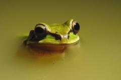 A bright green tree frog floats in calm water inside Carara National Park, its large eyes visible above the surface in the tropical rainforest environment.