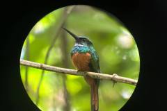 A small green bird sits quietly on a branch inside Carara National Park, Costa Rica, surrounded by the soft natural tones of the tropical forest.