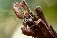 Several cicada exoskeletons remain attached to a broken tree branch in Carara National Park, illustrating the natural molting process in Costa Rica’s rainforest.