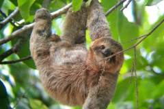A brown sloth slowly hangs from leafy branches in Carara National Park, blending into the tropical rainforest canopy of Costa Rica.