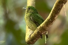 A vibrant hummingbird rests on a thin branch in Carara National Park, Costa Rica, captured through a circular frame with soft green rainforest bokeh in the background.