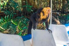A white-faced capuchin monkey pauses on a boat seat during a guided mangrove tour.