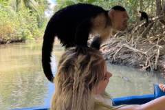 A playful white-faced capuchin monkey jumps onto a visitor during the Isla Damas mangrove boat tour near Quepos.