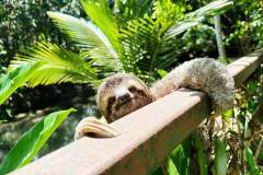 A relaxed sloth hangs peacefully along the mangrove route in Isla Damas.