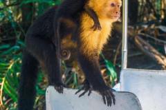A curious capuchin monkey climbs aboard a tour boat in the mangroves of Isla Damas.
