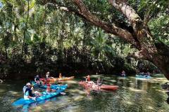 Guests paddle through the calm mangrove waters during the Isla Damas eco-tour.