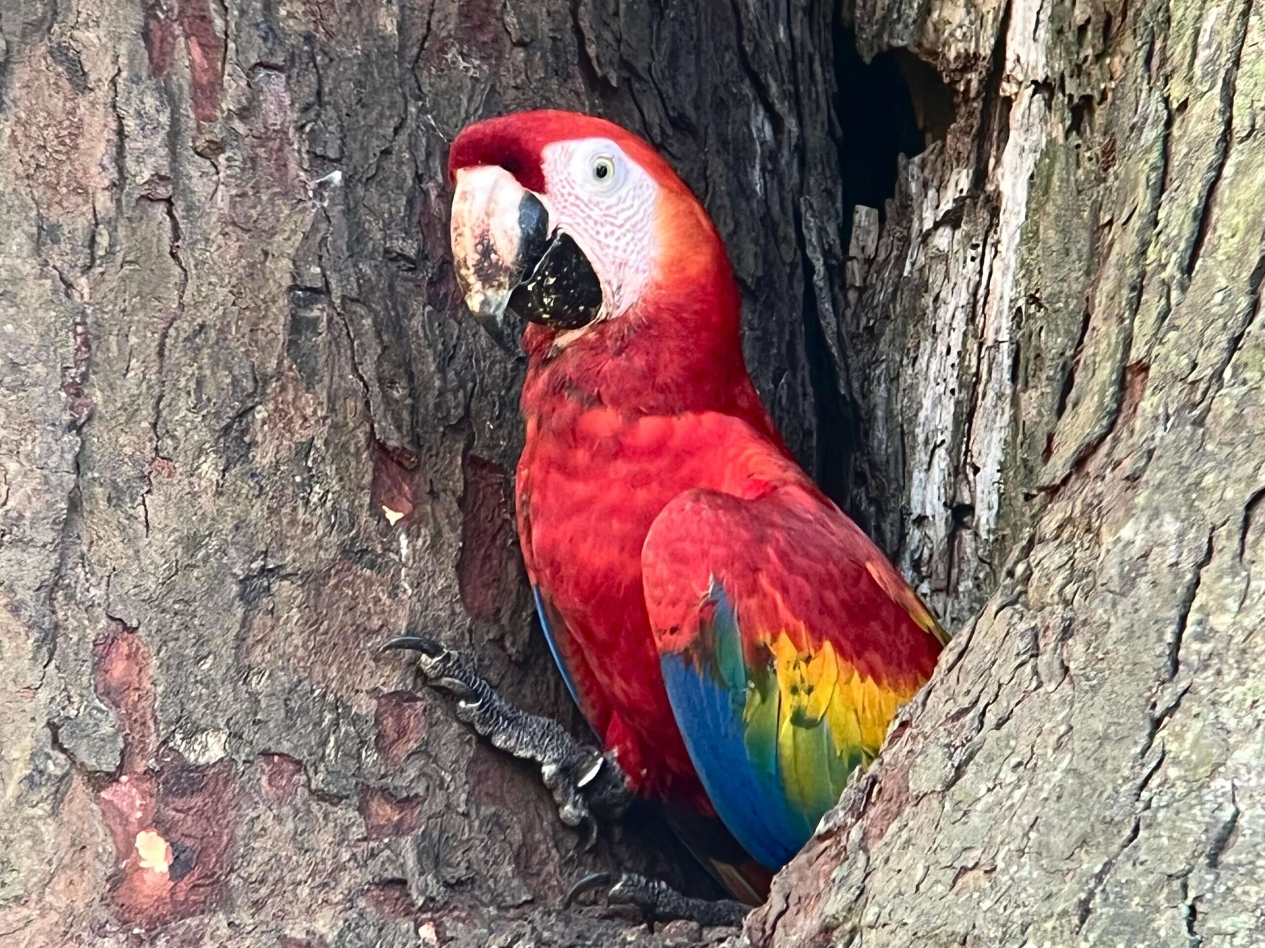 Scarlet macaw perched in a tree cavity at Carara National Park, Costa Rica