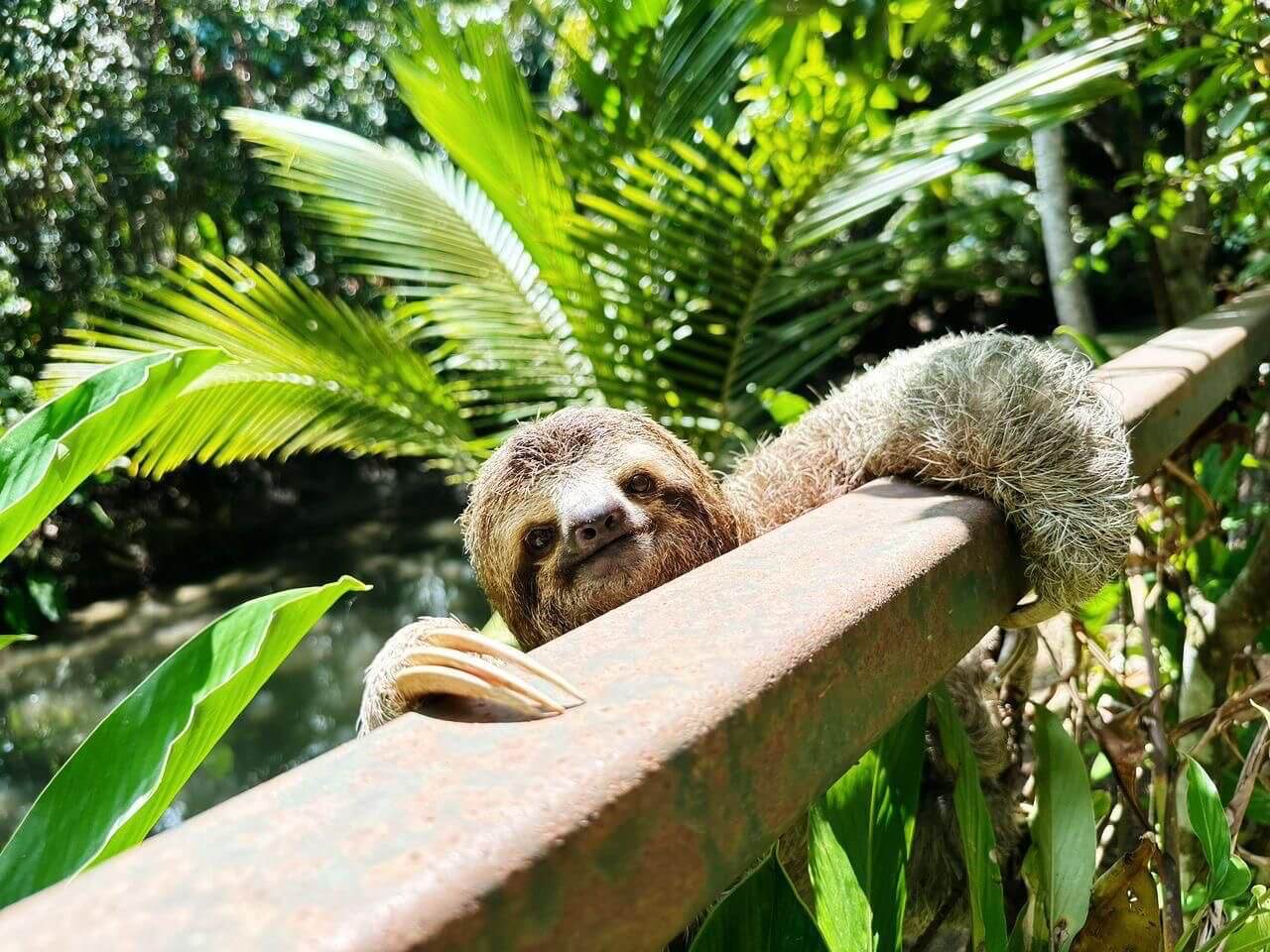 Brown sloth resting on railing in tropical mangroves of Isla Damas Quepos