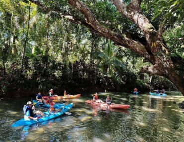 Visitors kayaking through mangrove forest in Isla Damas Quepos Costa Rica