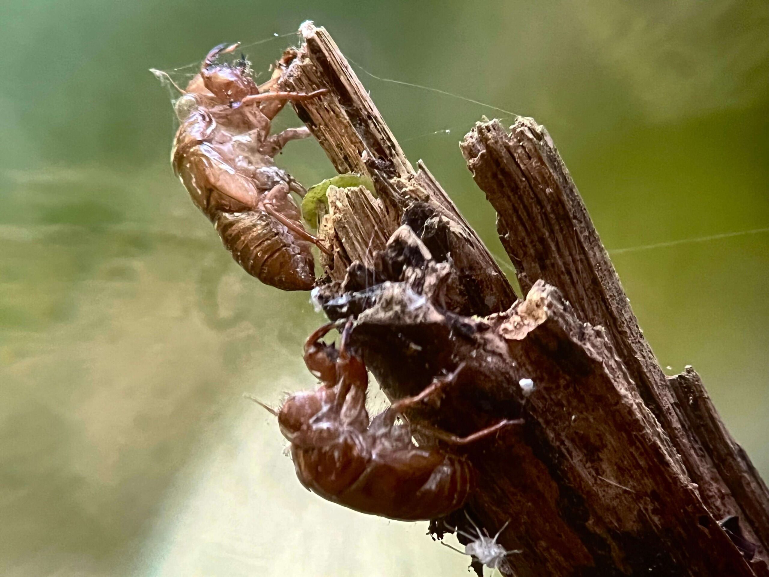 Cicada exoskeletons clinging to a broken tree branch in Carara National Park, Costa Rica