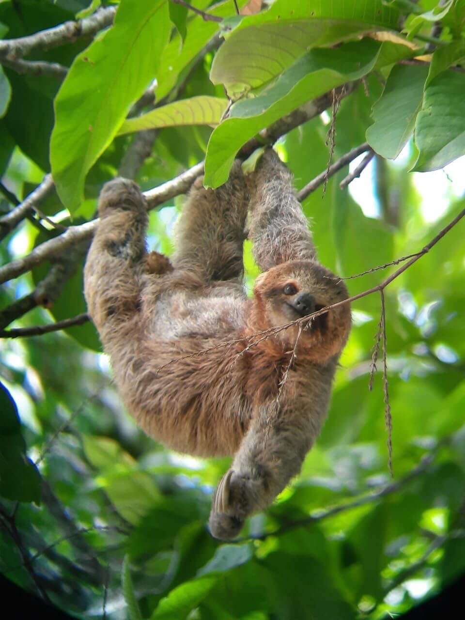 Brown sloth hanging from tree branches in Carara National Park, Costa Rica