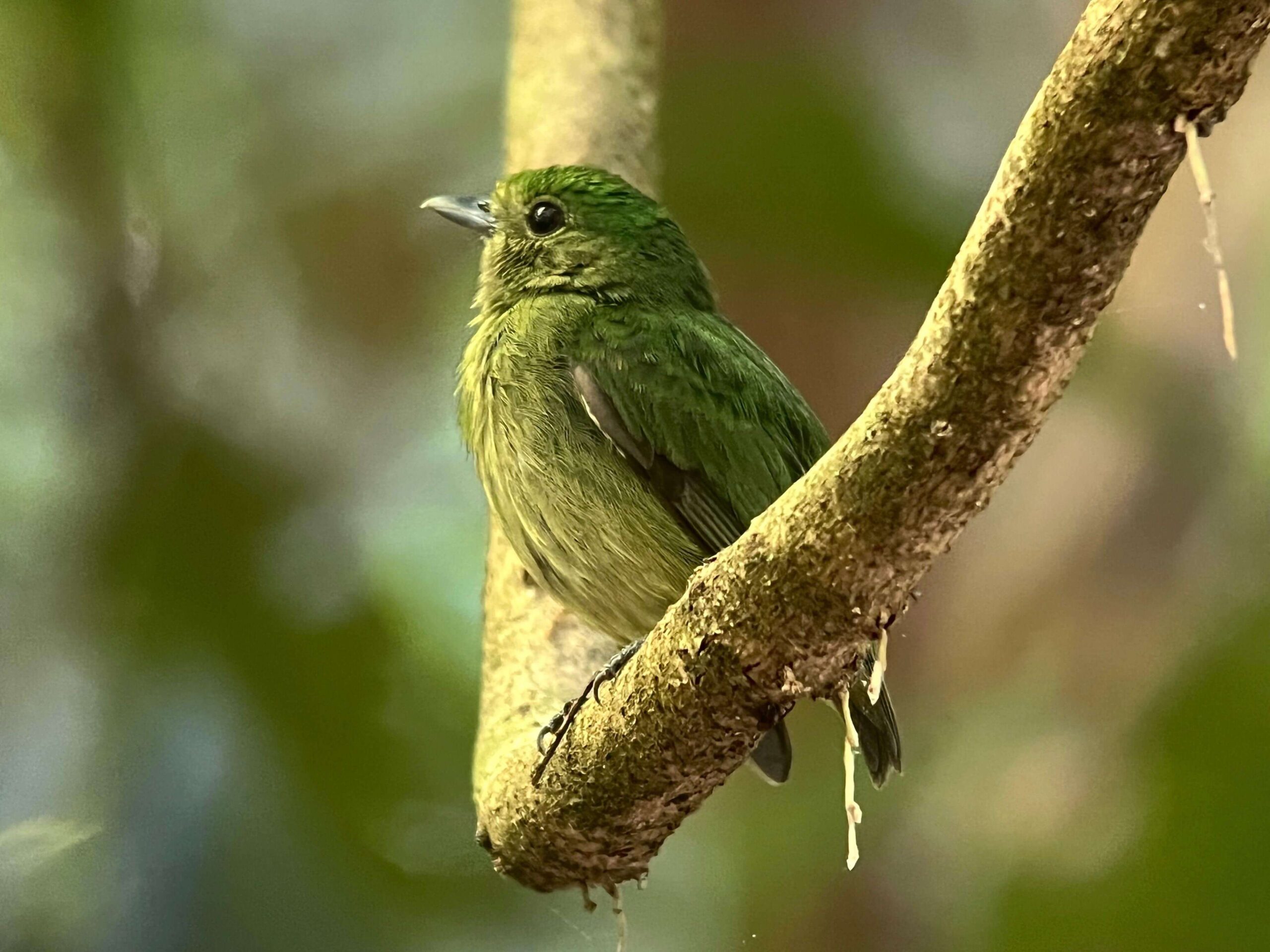 Colorful hummingbird perched on a branch viewed through a circular lens effect in Carara National Park, Costa Rica