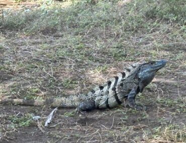 Black spiny-tailed iguana near Jaco Beach, Costa Rica