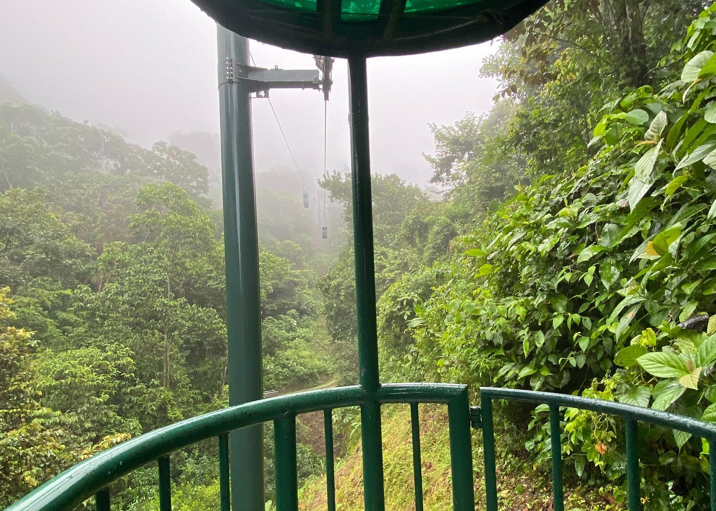 Rainforest Aerial Tram Tour image 2