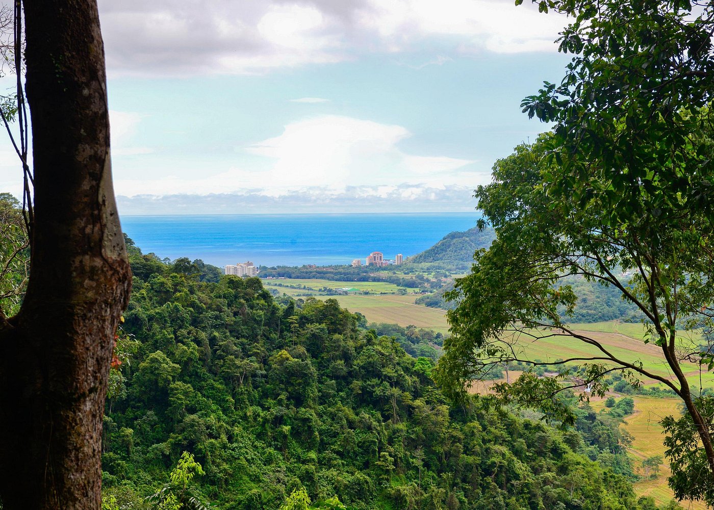 Rainforest Aerial Tram Tour image 5